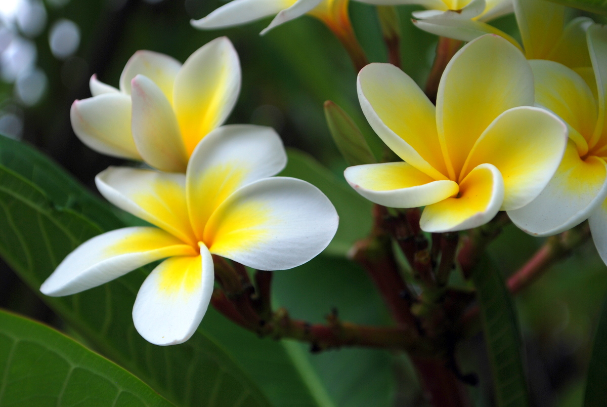 Frangipani flowers, cream with a gold heart.